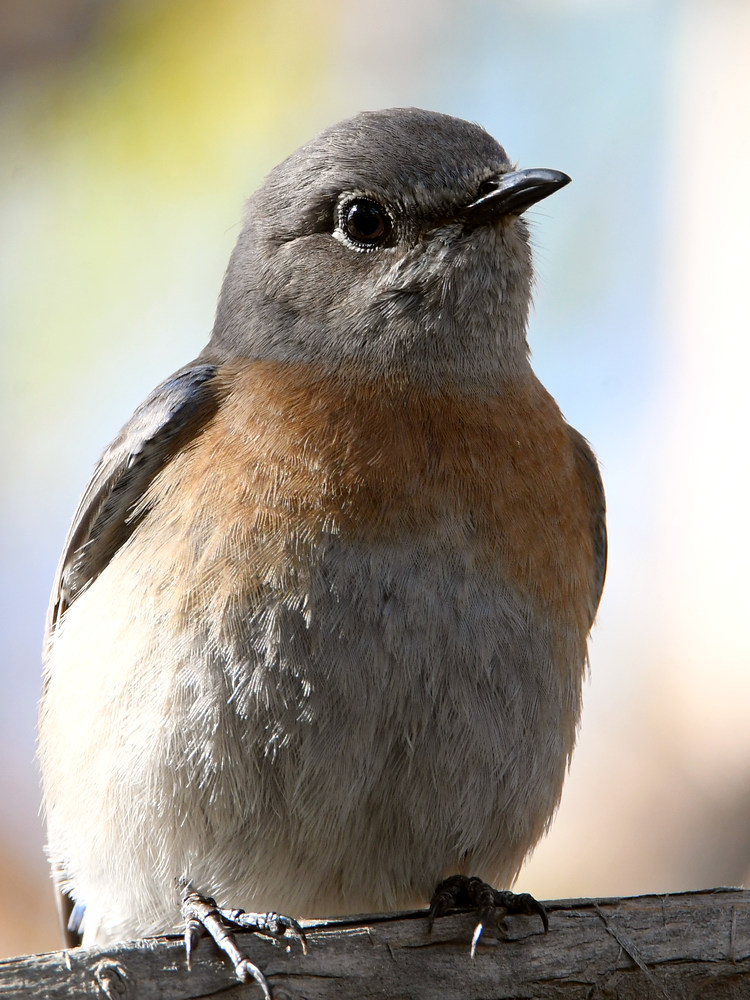Bluebird.jpg