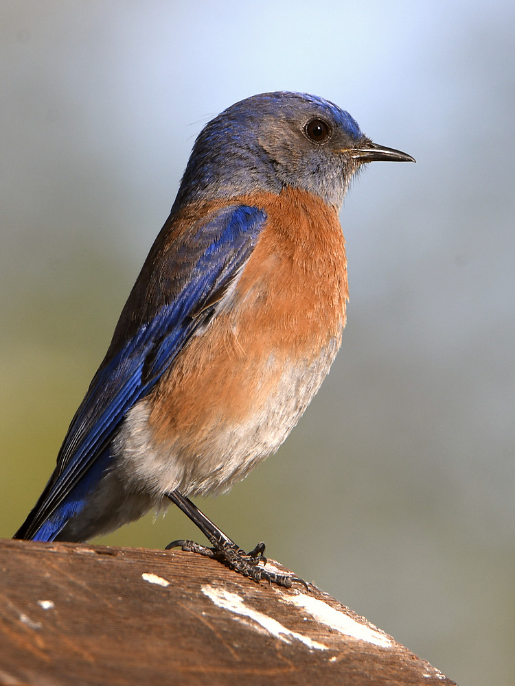 Bluebird.jpg