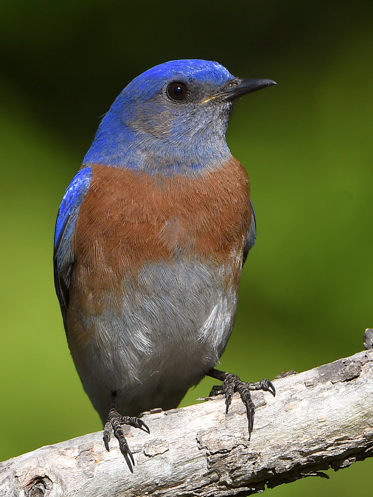 Bluebird.jpg
