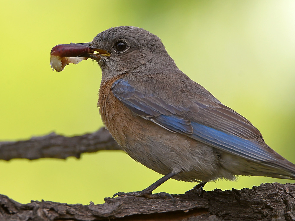 Bluebird.jpg