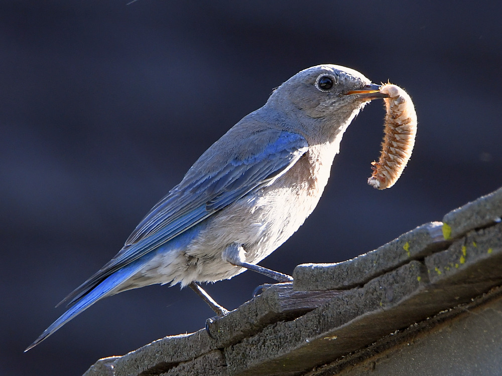 Bluebird.jpg
