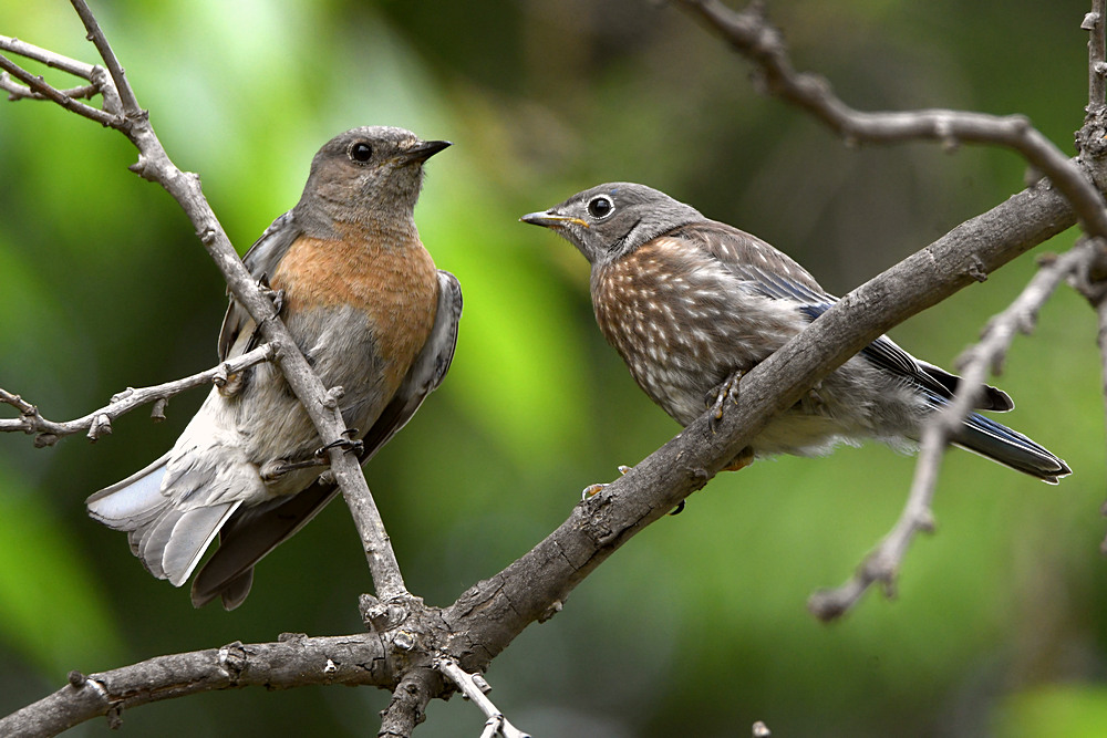 Bluebird.jpg