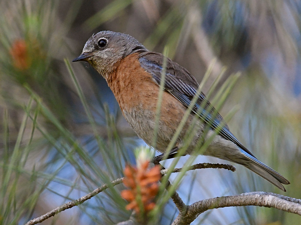 Bluebird.jpg