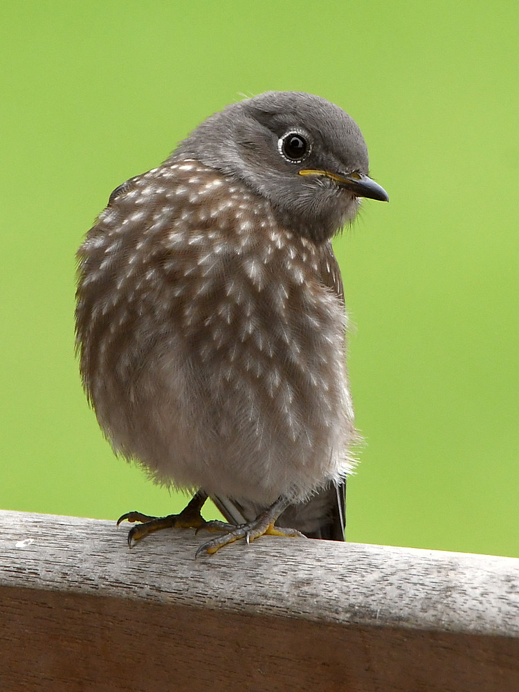 Bluebird.jpg