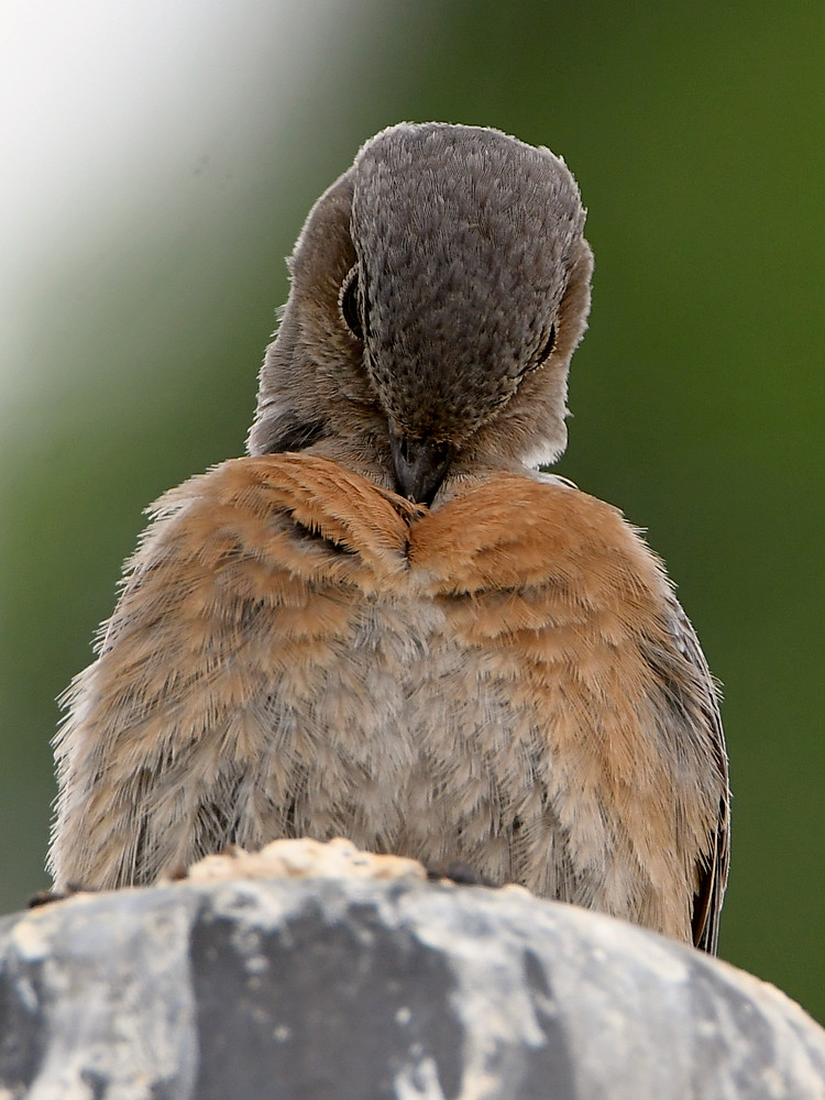 Bluebird.jpg