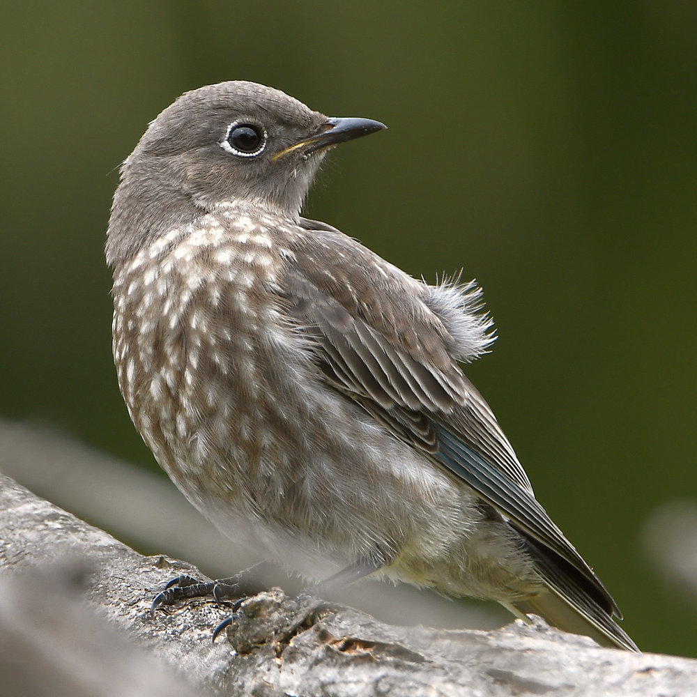 Bluebird.jpg