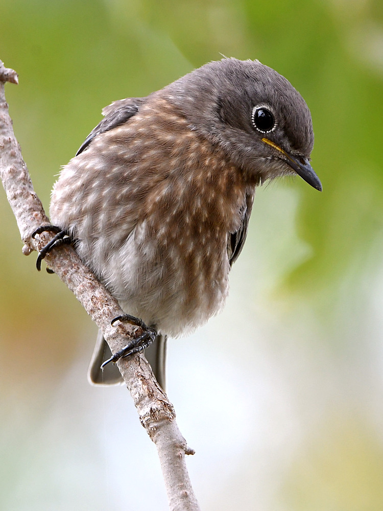 Bluebird.jpg