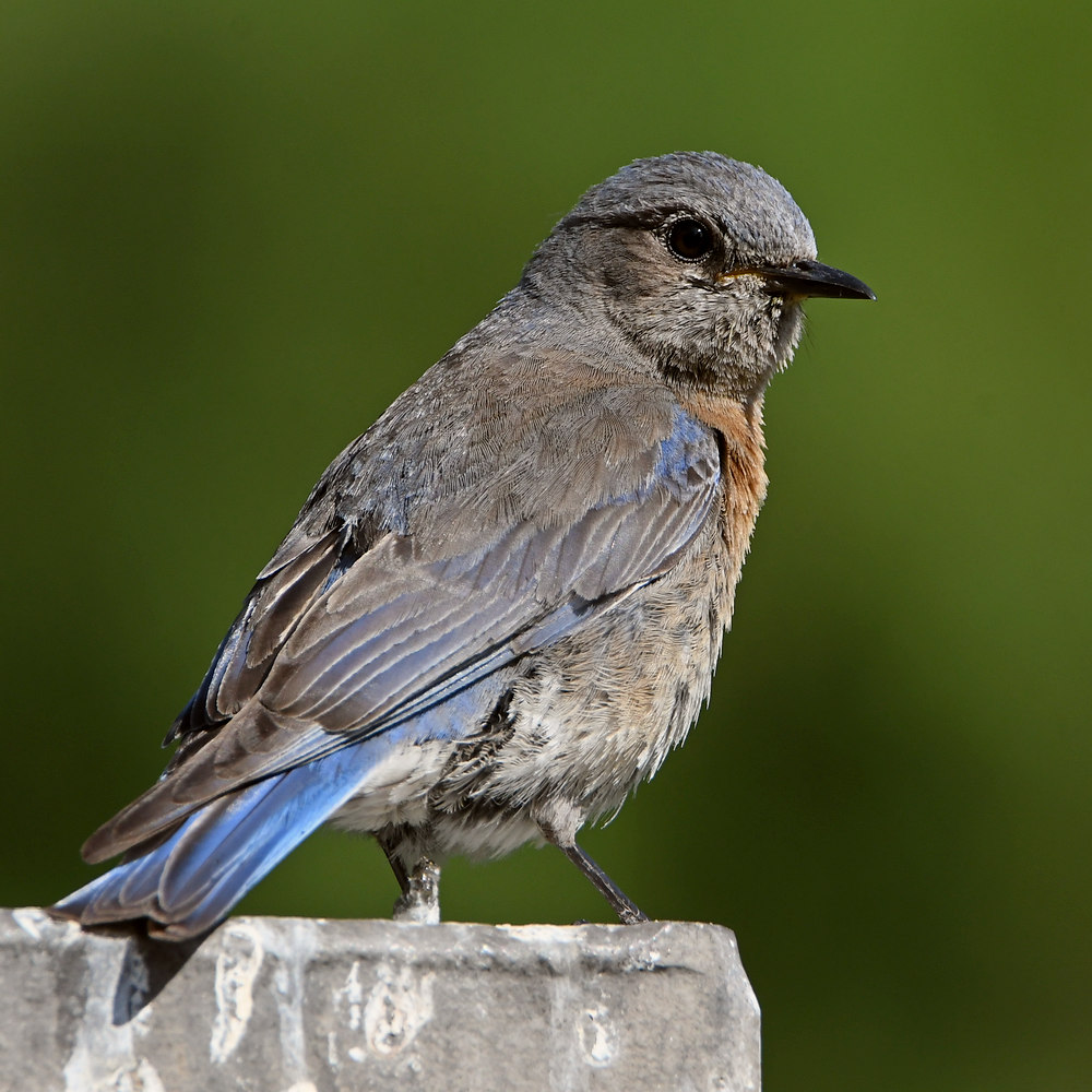 Bluebird.jpg
