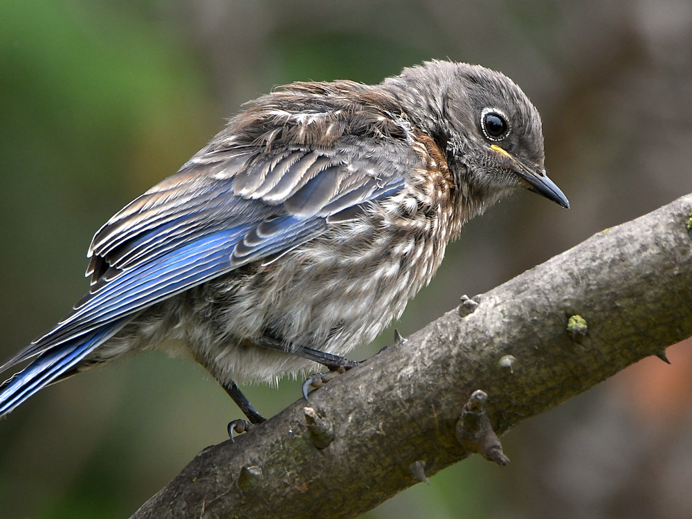 Bluebird.jpg