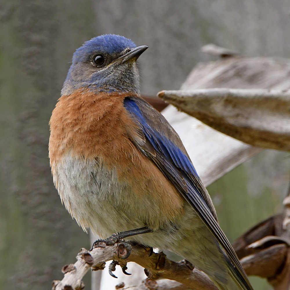 Bluebird.jpg