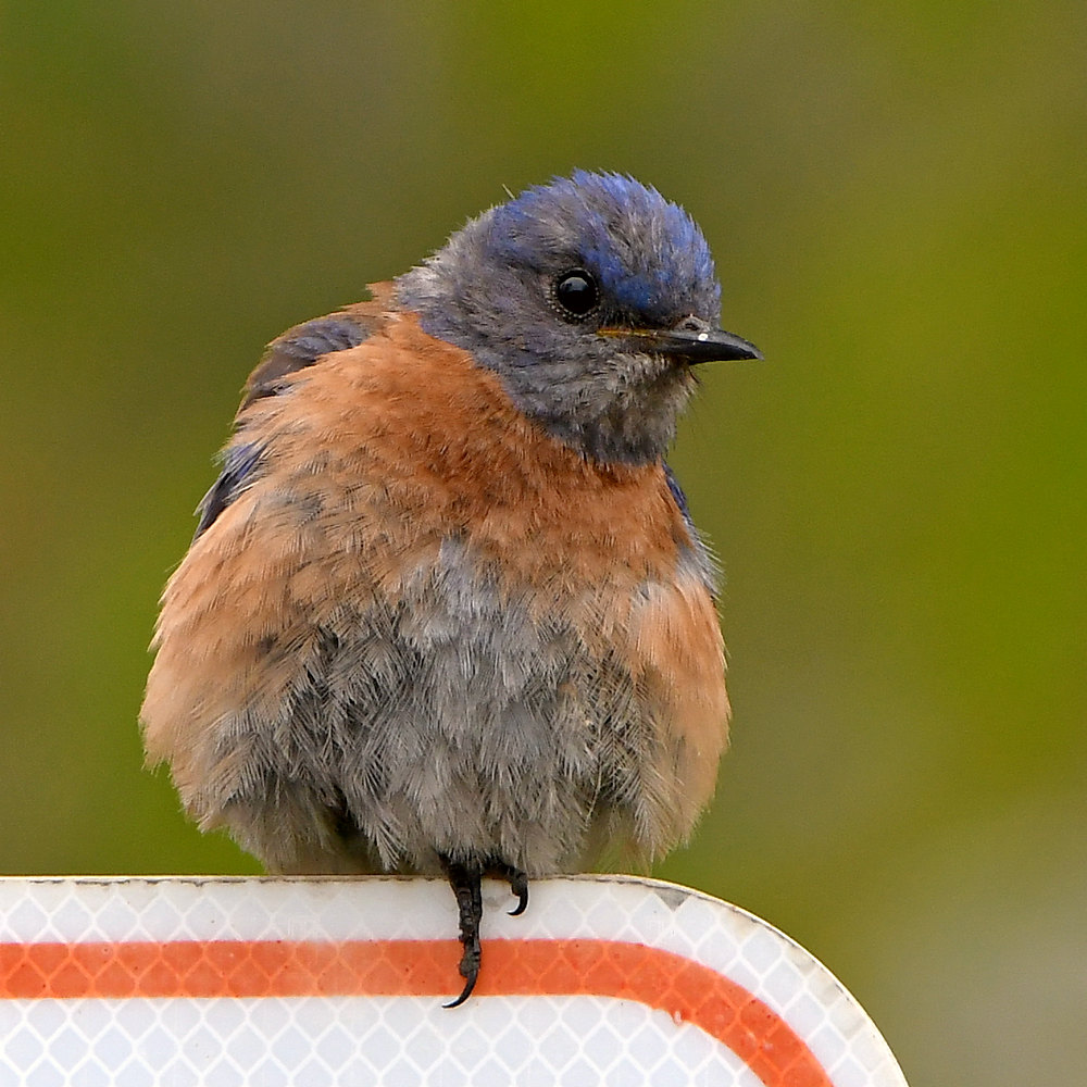 Bluebird.jpg