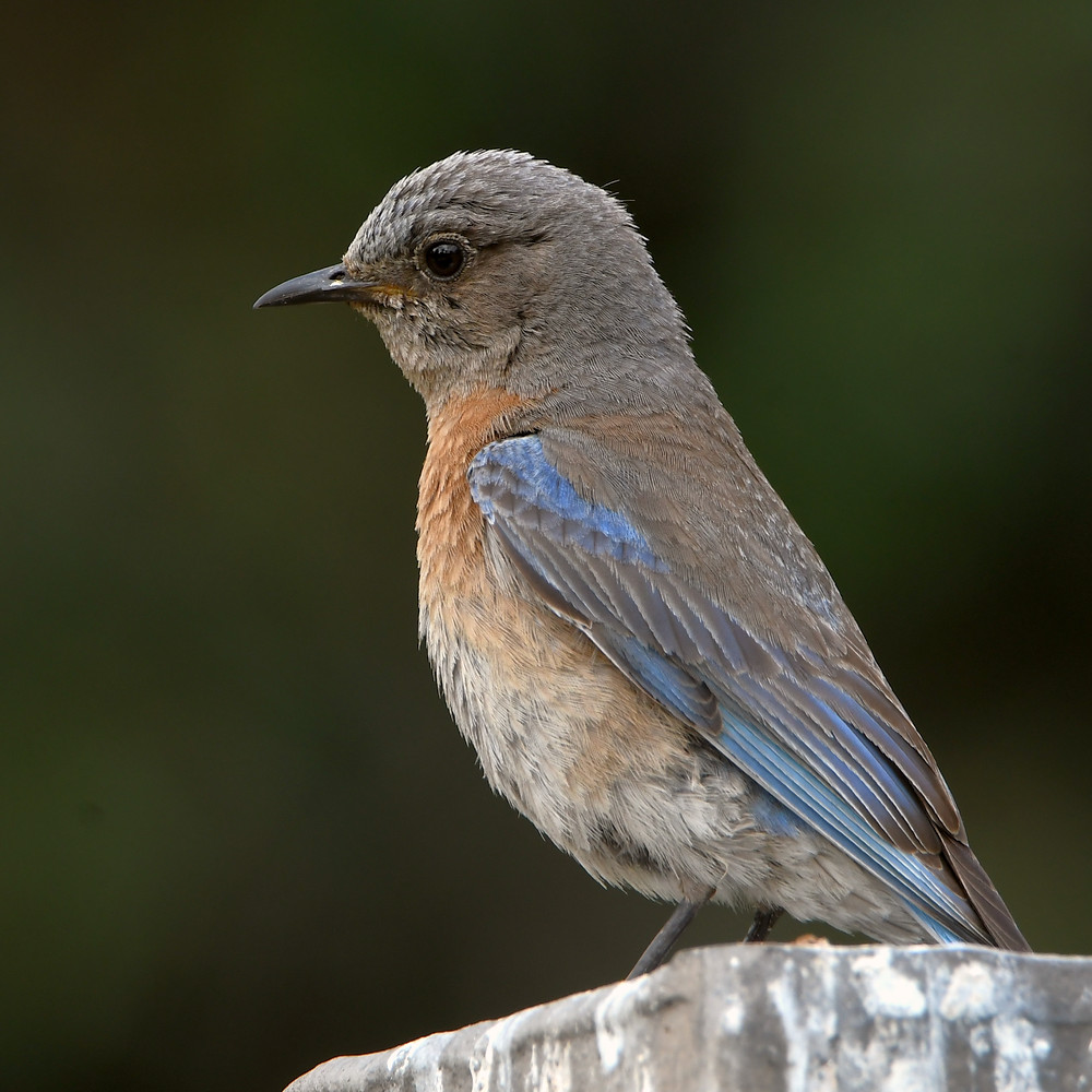 Bluebird.jpg