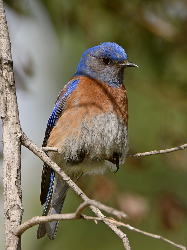 Bluebird.jpg