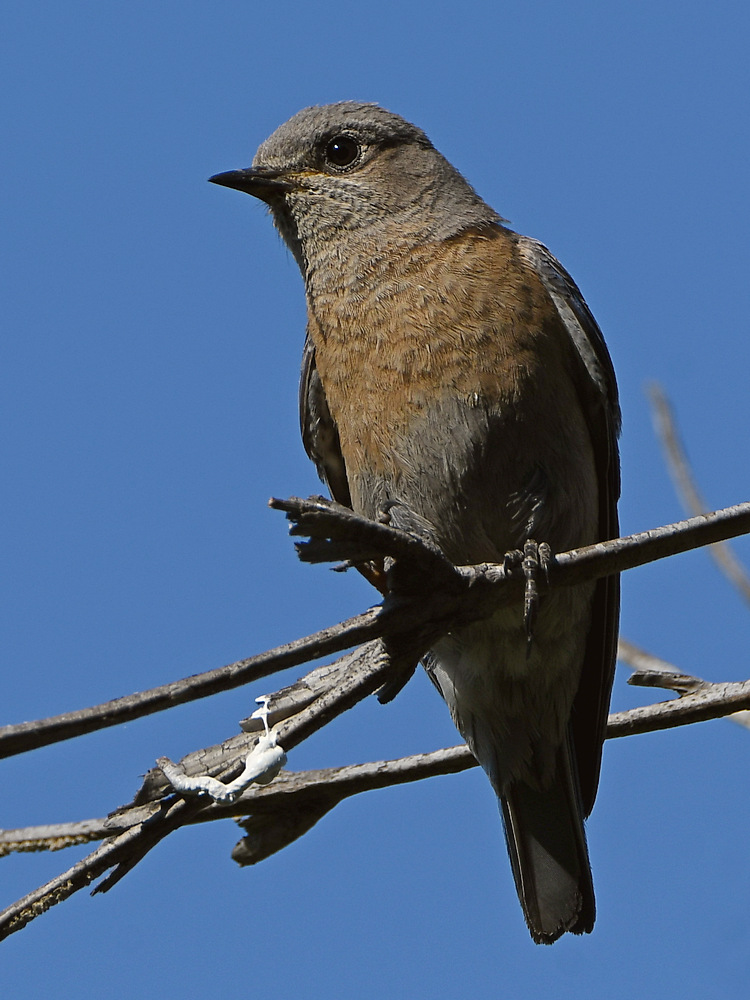 Bluebird.jpg
