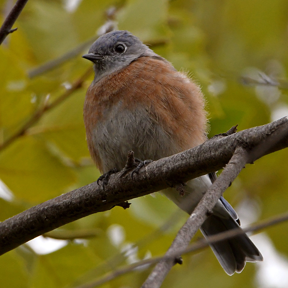 Bluebird.jpg