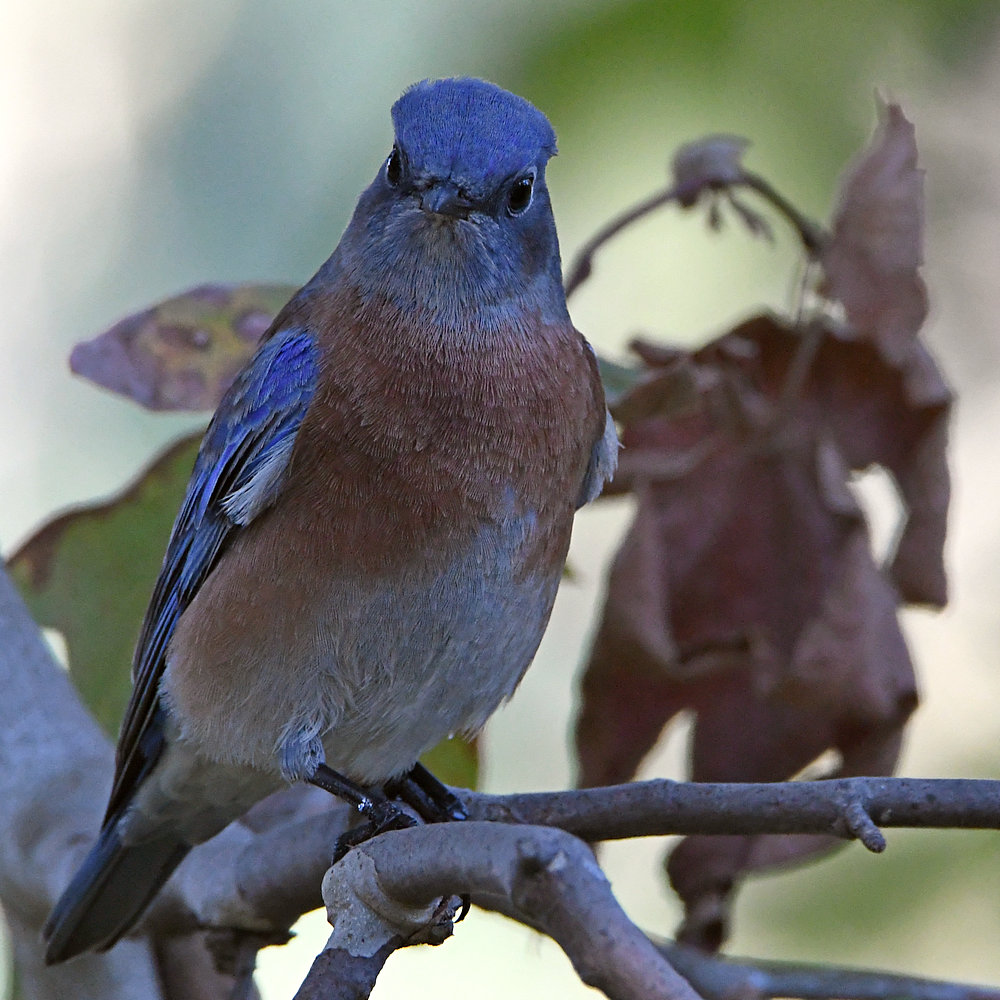 Bluebird.jpg