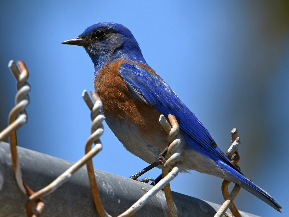 Bluebird.jpg