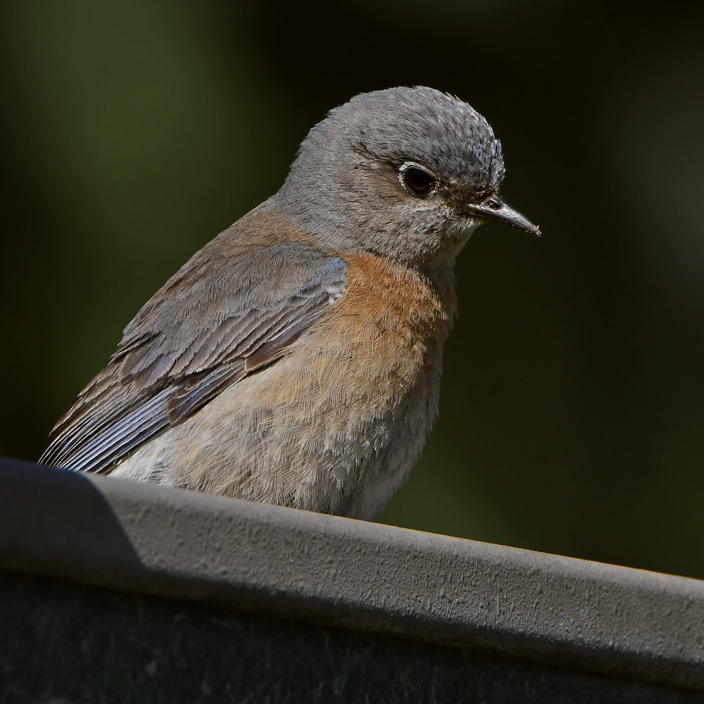 Bluebird.jpg