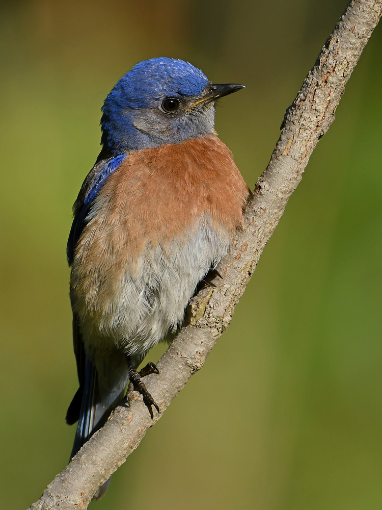 Bluebird.jpg
