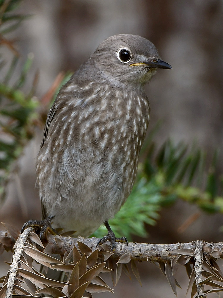 Bluebird.jpg