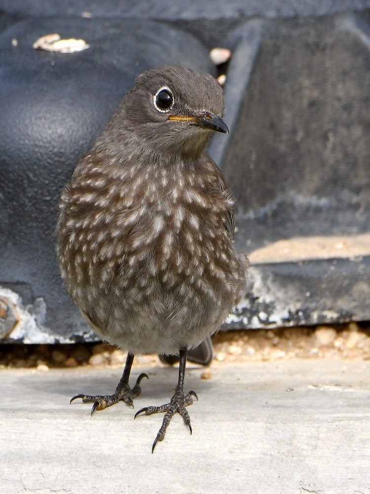 Bluebird.jpg