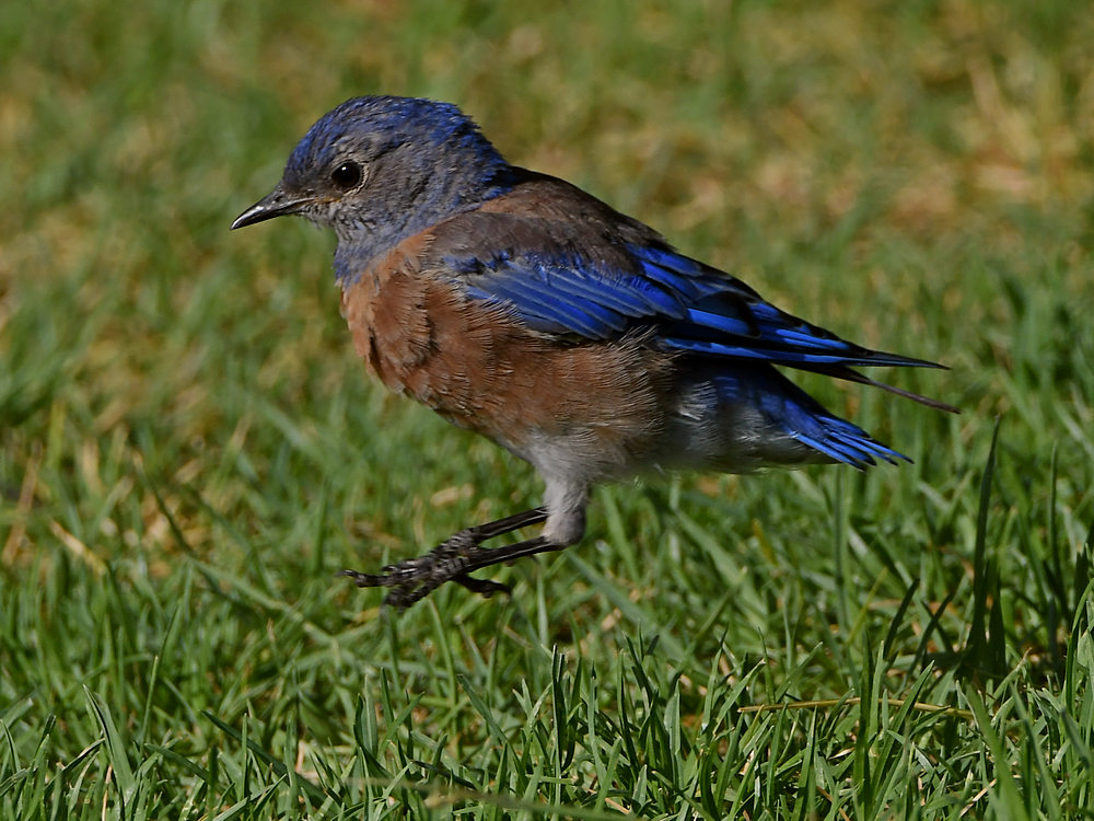 Bluebird.jpg