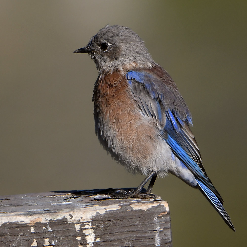 BlueBird.jpg