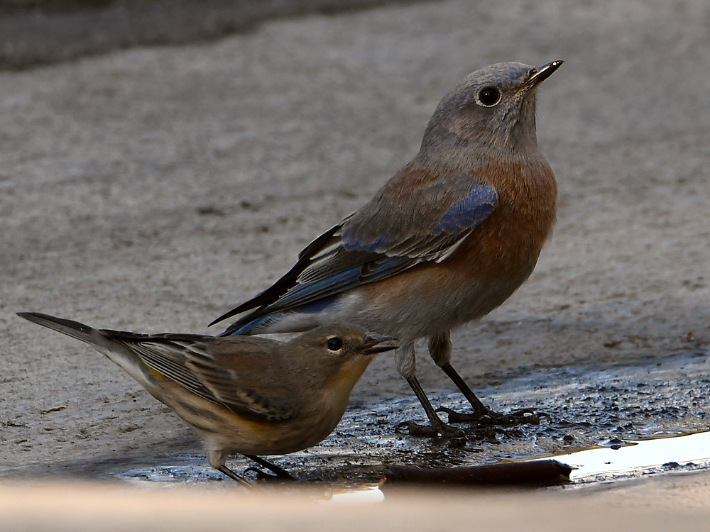 BlueBird.jpg