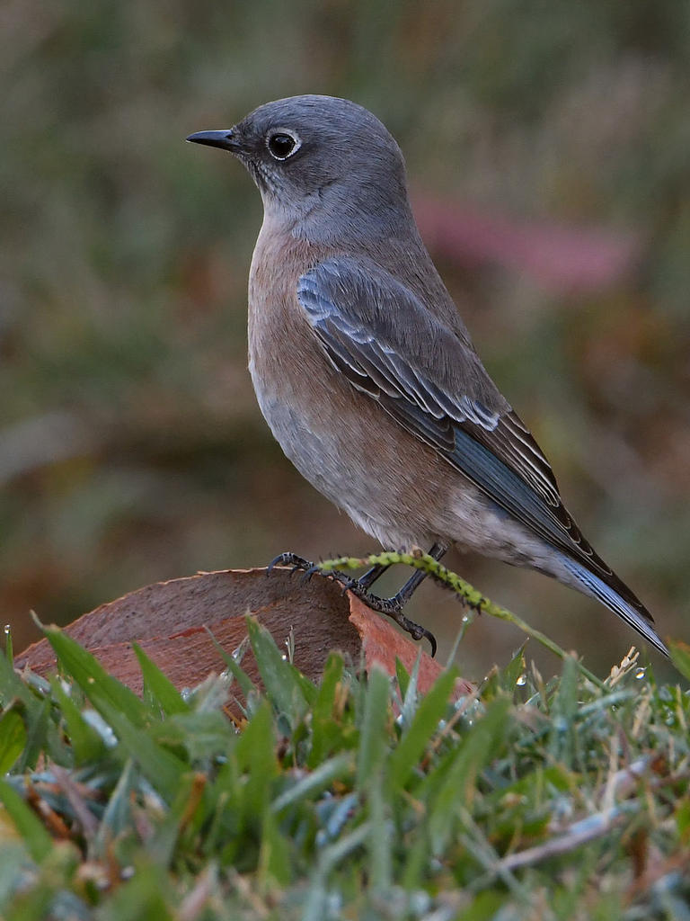 Bluebird.jpg