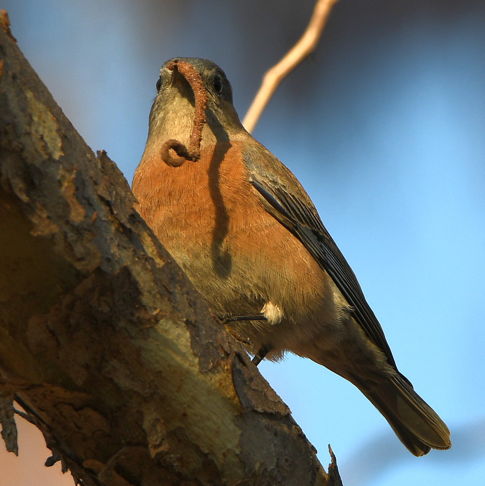 Bluebird.jpg