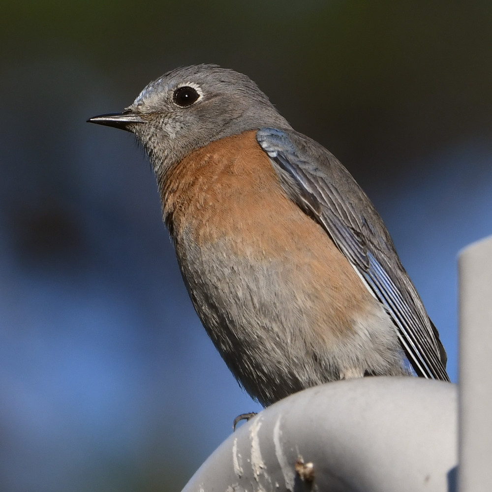 Bluebird.jpg