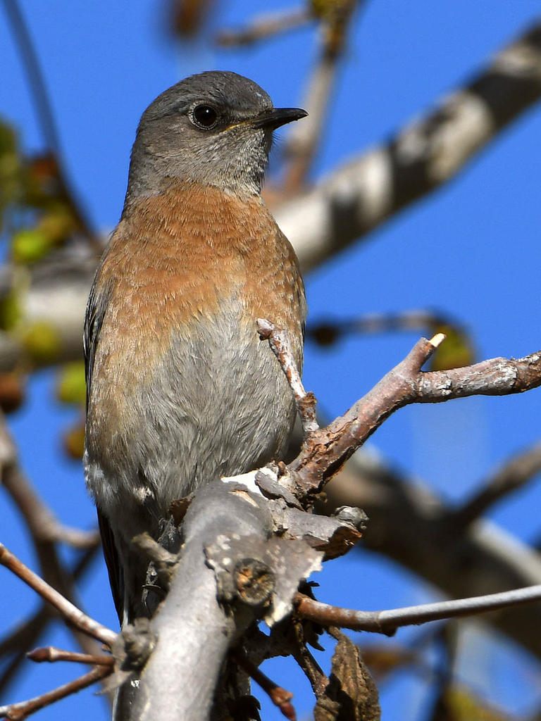 Bluebird.jpg