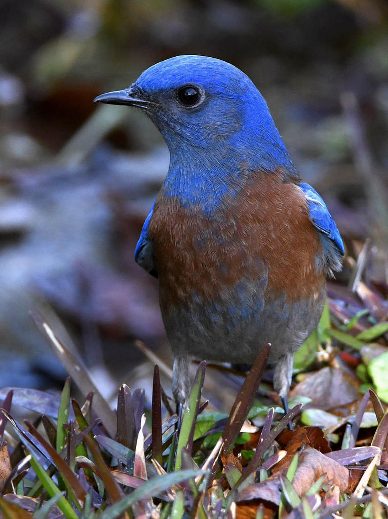 Bluebird.jpg