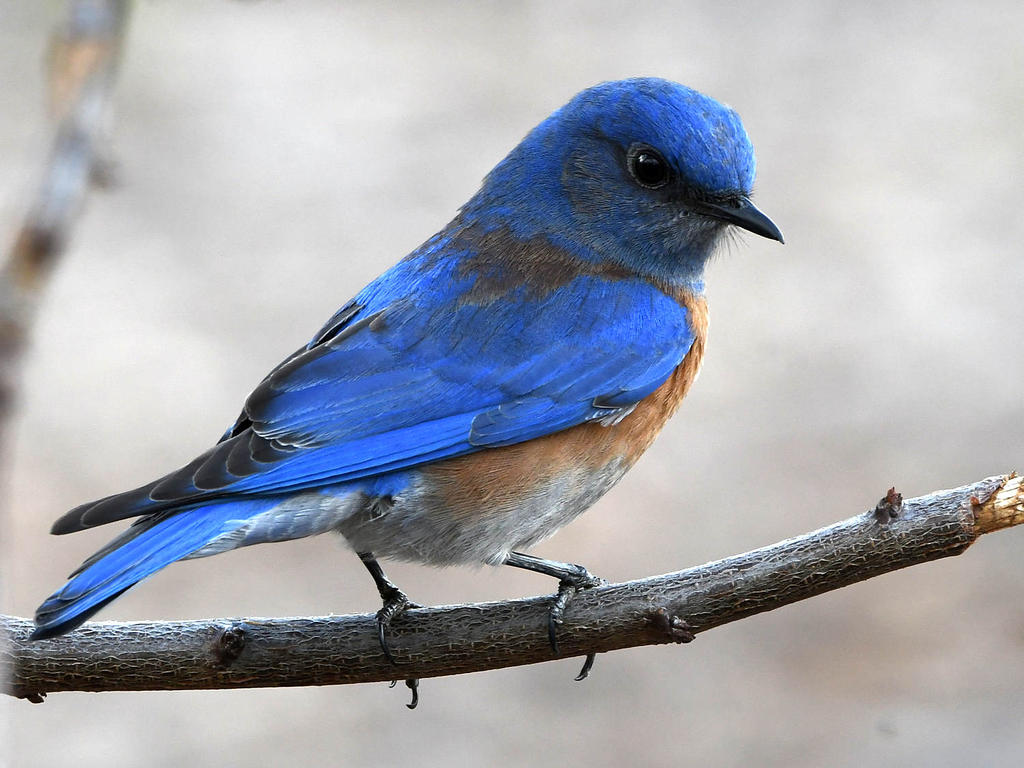 Bluebird.jpg