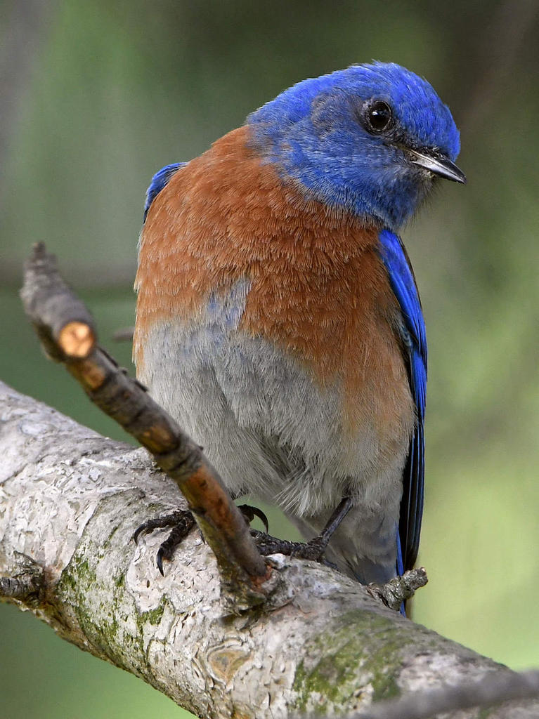 Bluebird.jpg