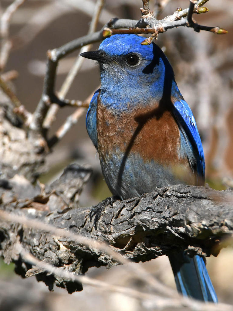 Bluebird.jpg