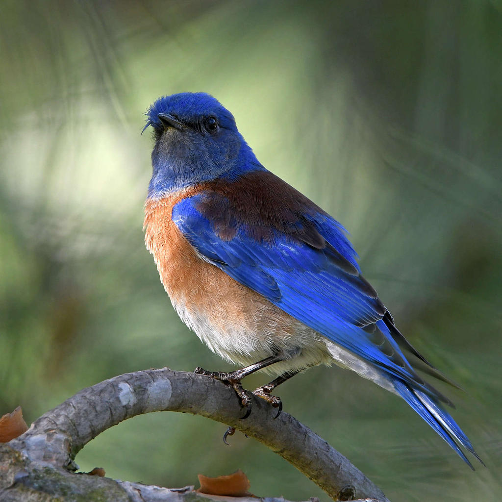 Bluebird.jpg