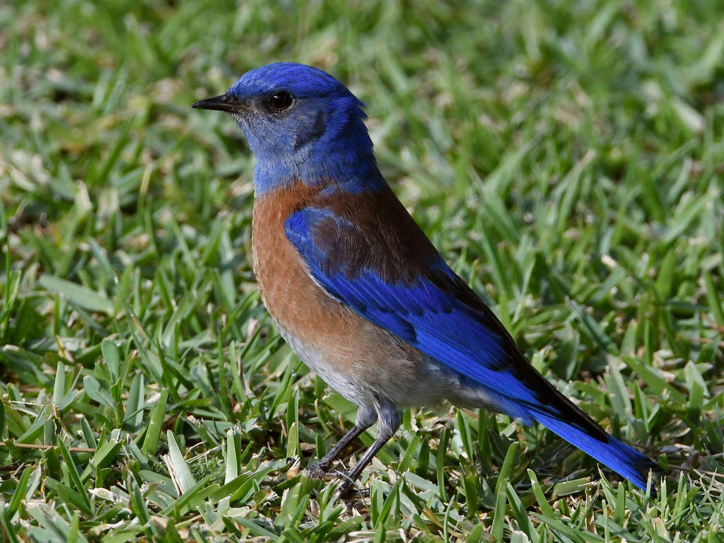 Bluebird.jpg