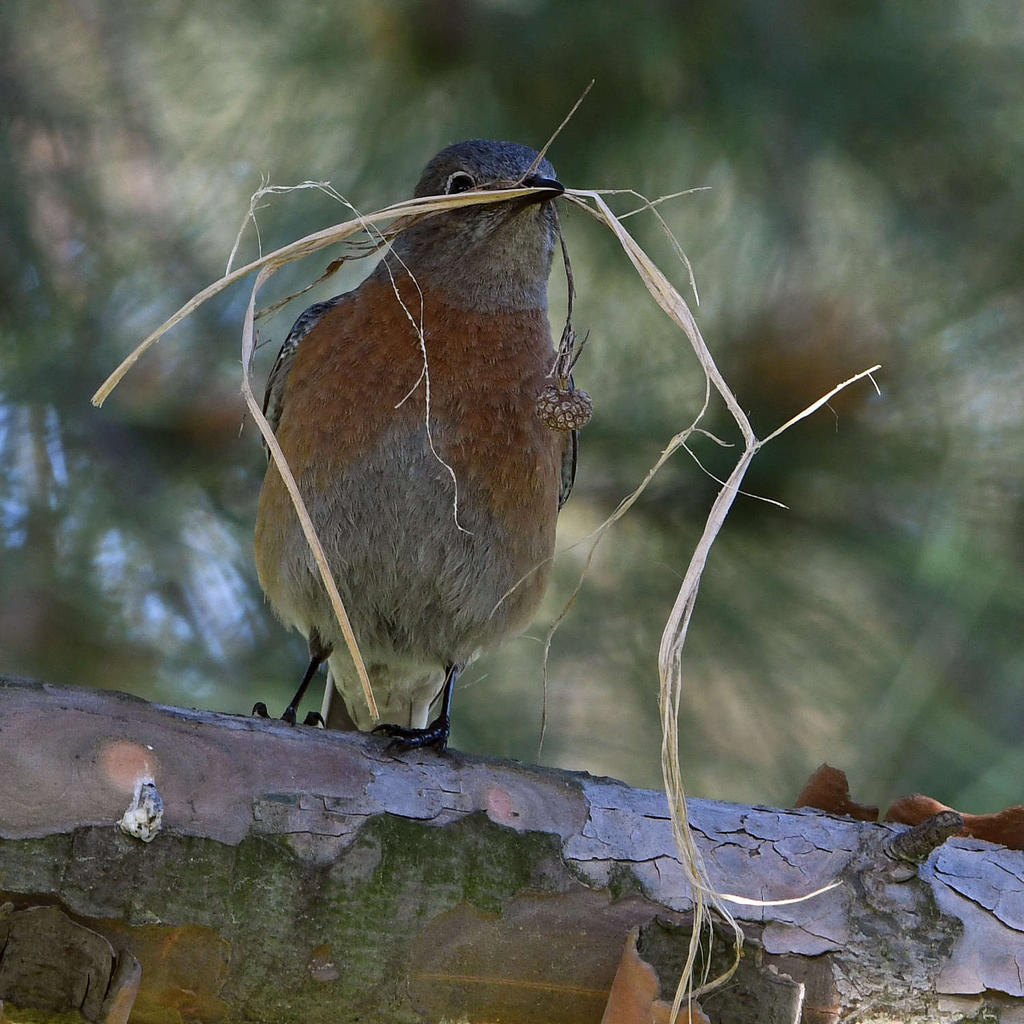 Bluebird.jpg
