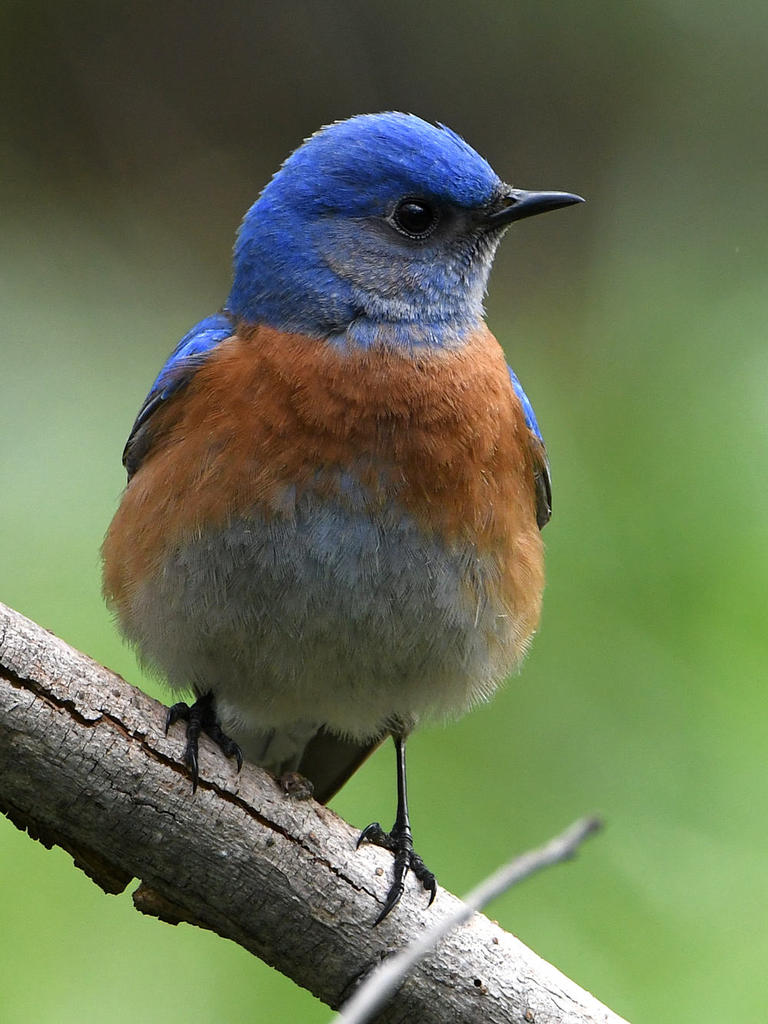 Bluebird.jpg