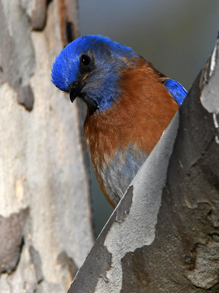 Bluebird.jpg