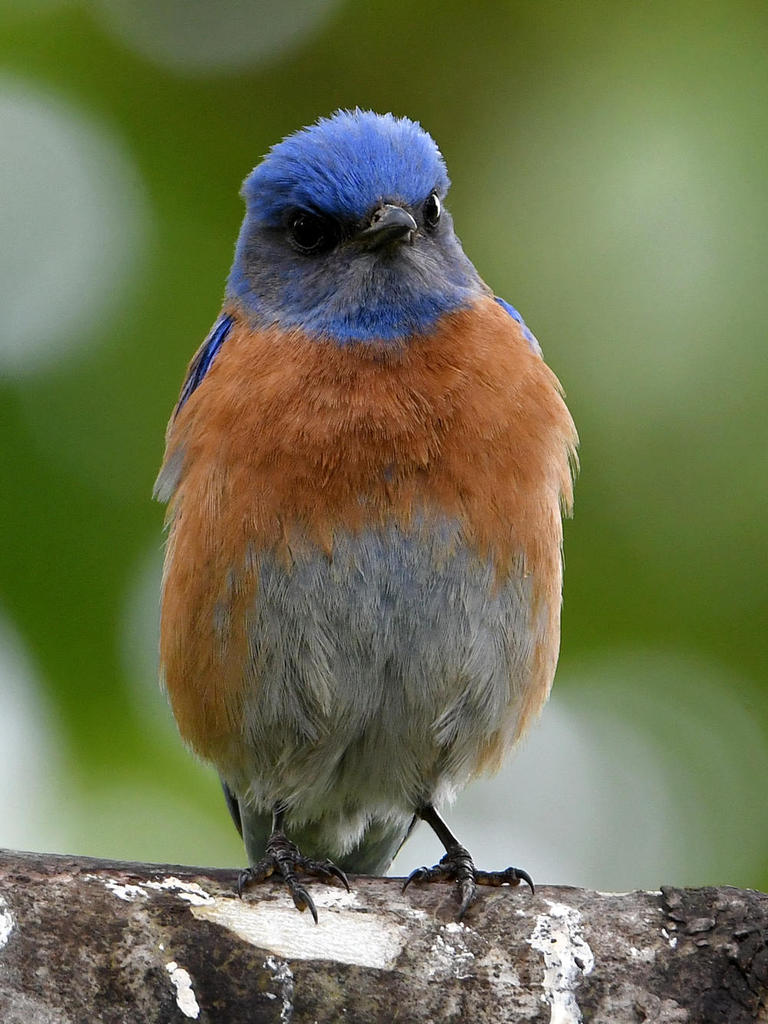 Bluebird.jpg