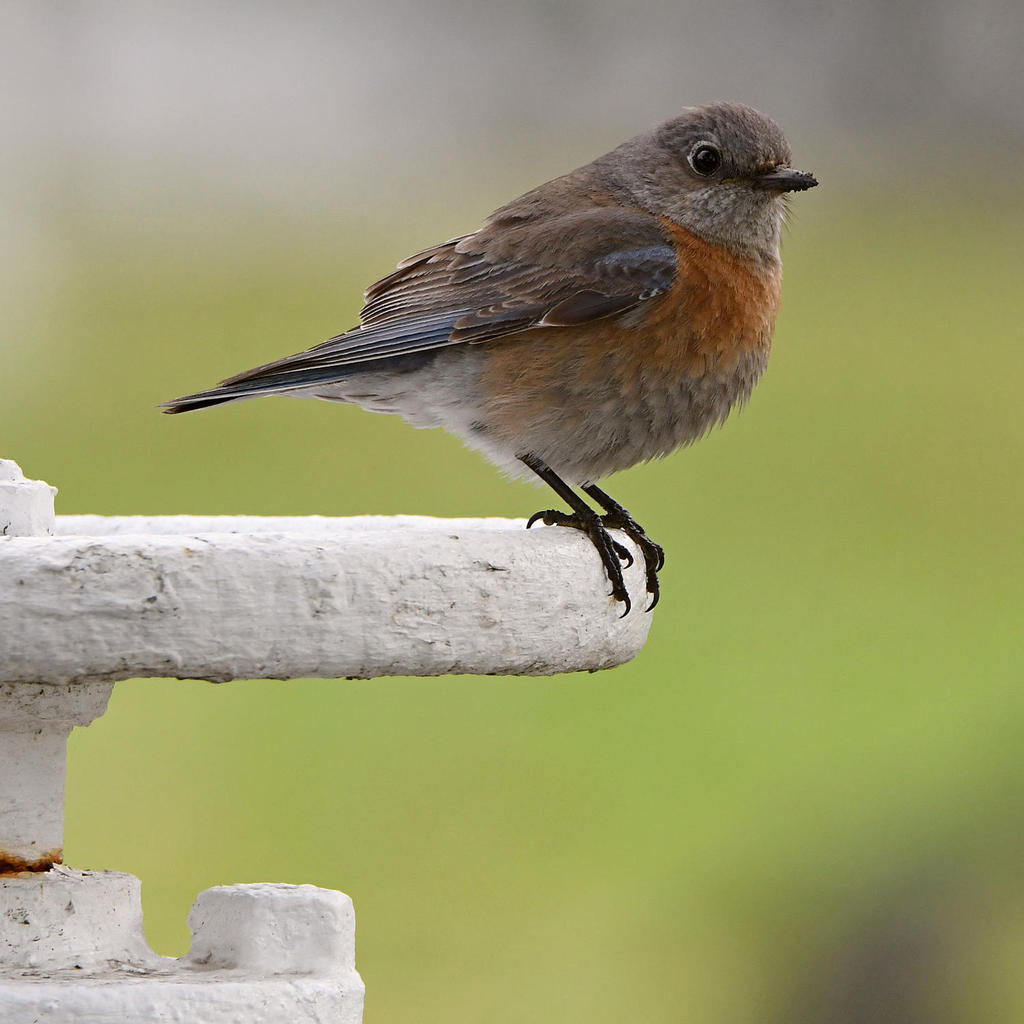 Bluebird.jpg