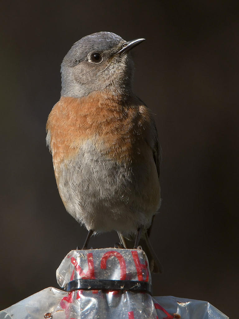 Bluebird.jpg