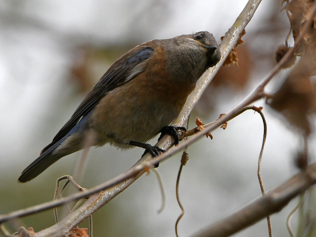 Bluebird.jpg