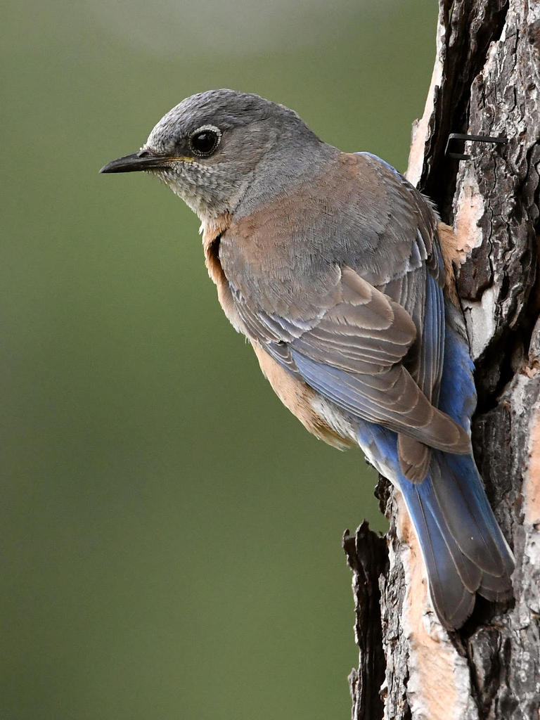 Bluebird.jpg