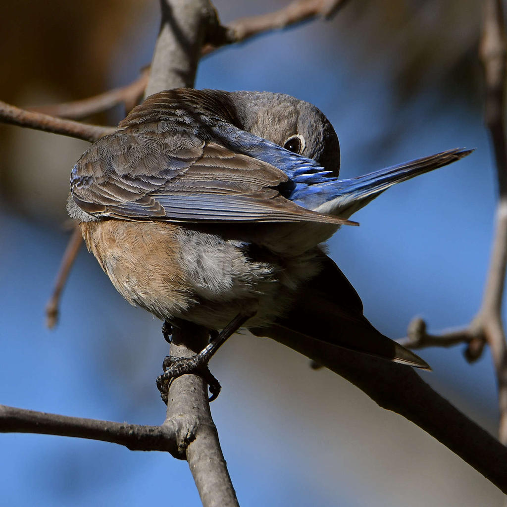 Bluebird.jpg