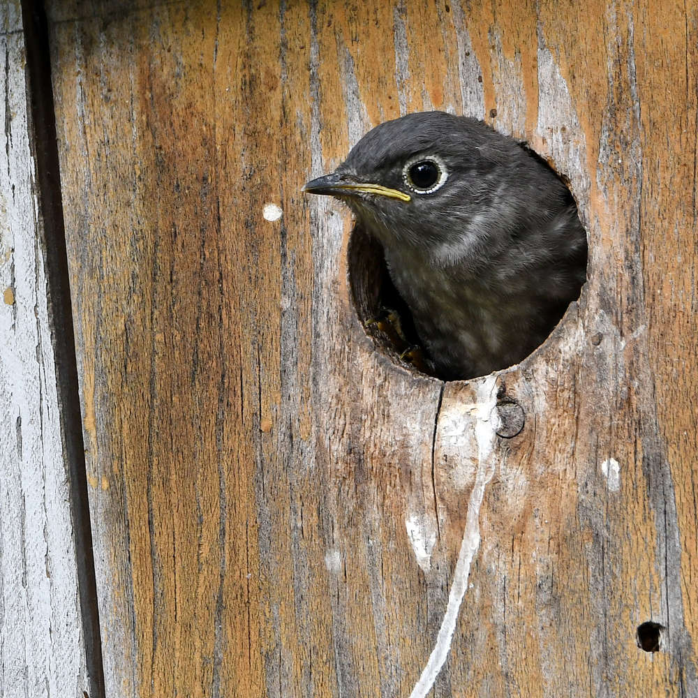 Bluebird.jpg