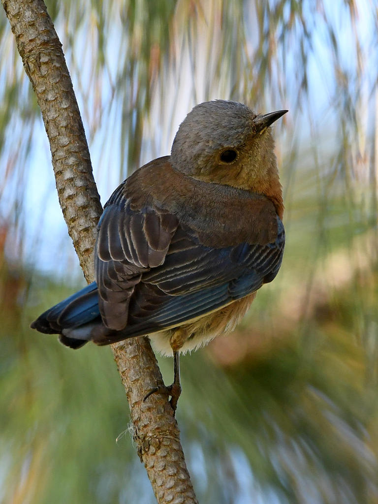 Bluebird.jpg