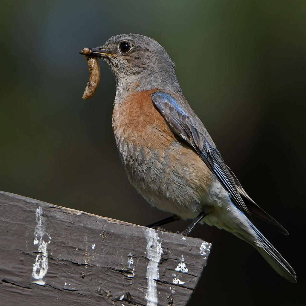 Bluebird.jpg